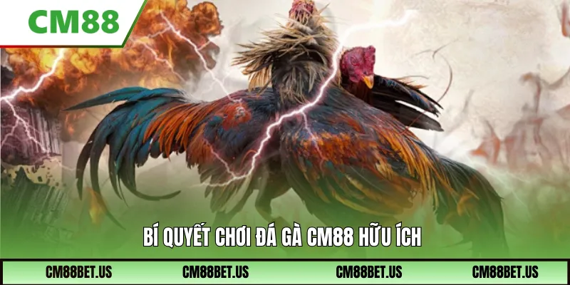 Bí quyết chơi Đá Gà hữu ích được Cm88 chia sẻ