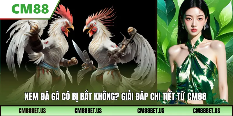 Xem Đá Gà Có Bị Bắt Không? Giải Đáp Chi Tiết Từ Cm88