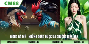 Giống Gà Mỹ – Phân Tích Chuyên Sâu Những Dòng Được Ưa Chuộng