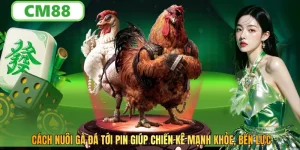 Cách Nuôi Gà Đá Tới Pin Giúp Chiến Kê Bền Lực, Mạnh Khỏe