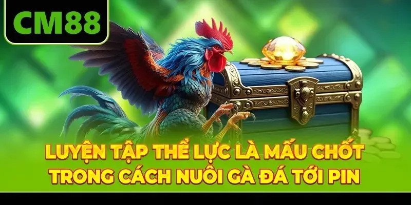 Luyện tập thể lực là mấu chốt trong cách nuôi gà đá tới pin