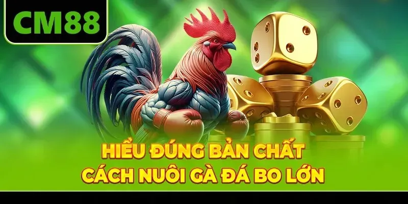 Hiểu đúng bản chất cách nuôi gà đá bo lớn