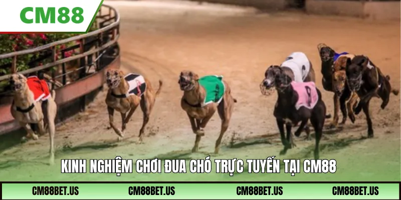 Kinh nghiệm chơi đua chó trực tuyến tại CM88