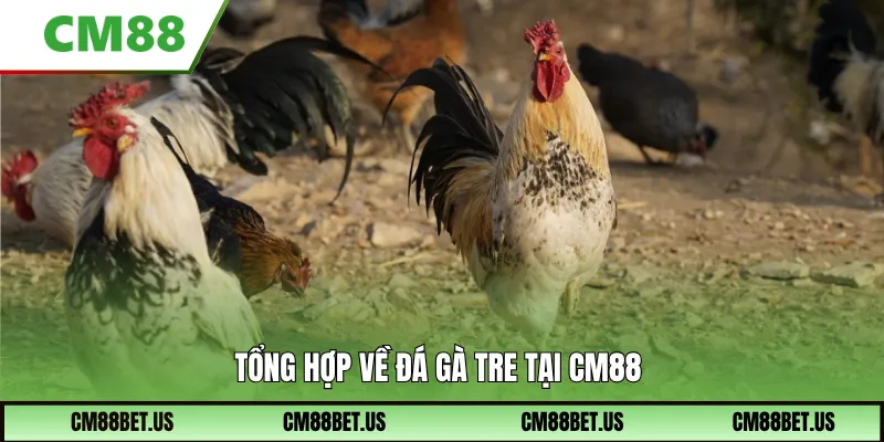 Tổng hợp về đá gà tre tại CM88
