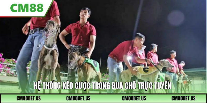 Hệ thống kèo cược trong đua chó trực tuyến